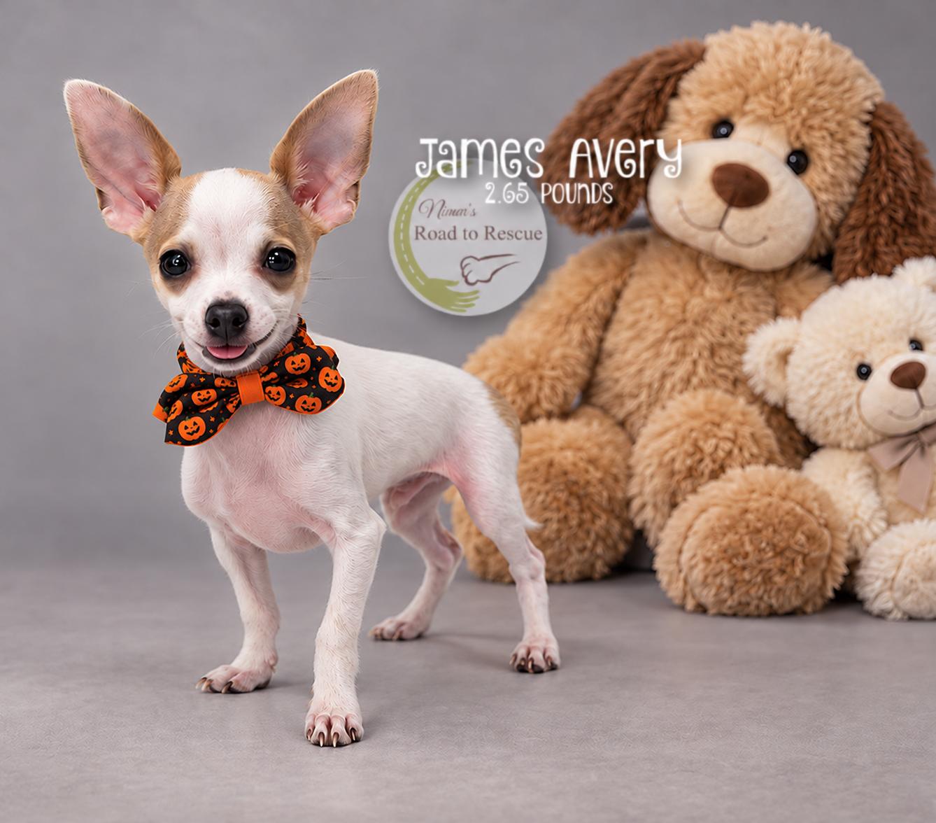 Enlarge James Avery, a Adoptable Chihuahua in Benton, LA image 1/2