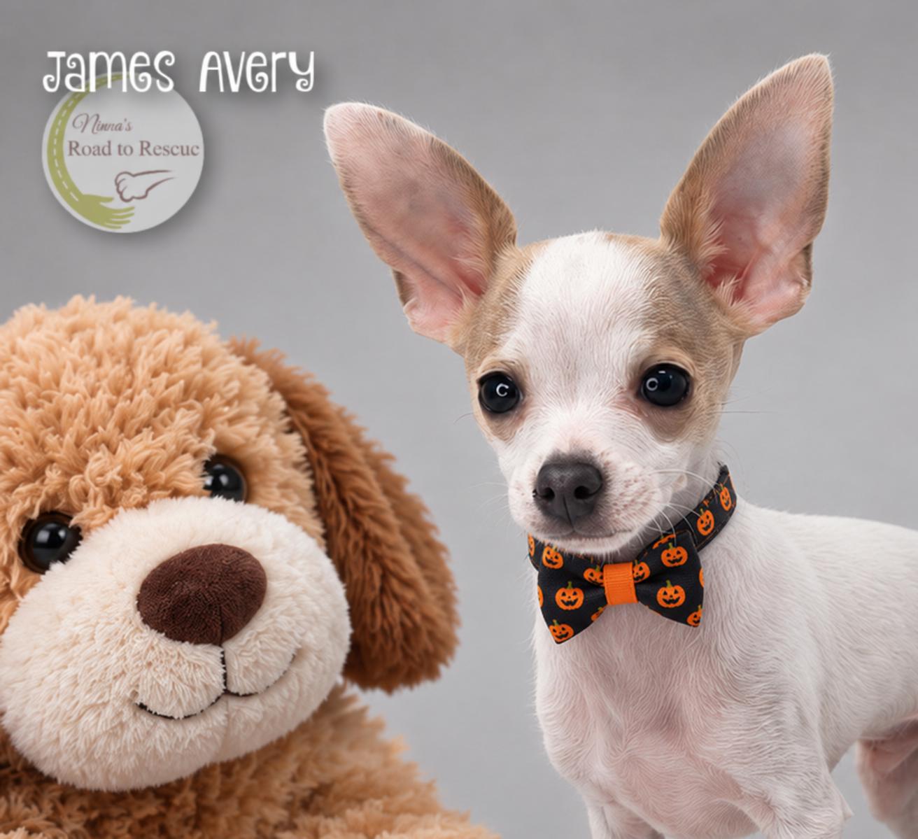 Enlarge James Avery, a Adoptable Chihuahua in Benton, LA image 2/2