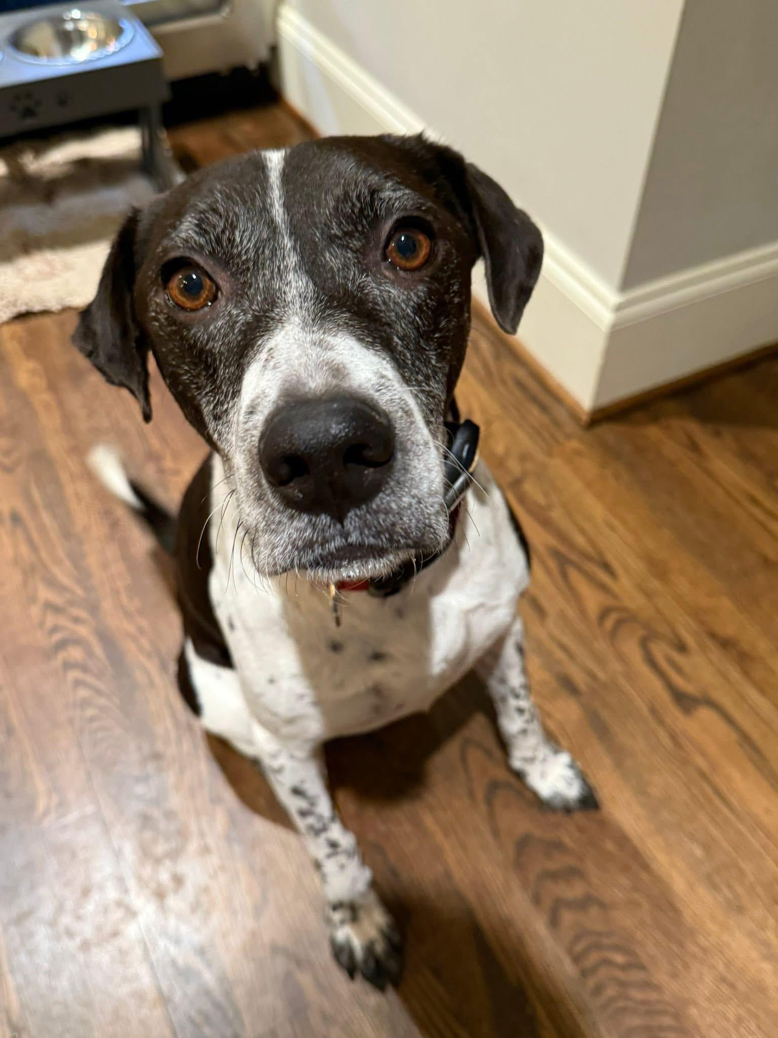 Griffin 355, Adoptable, Adult Male Labrador Retriever.