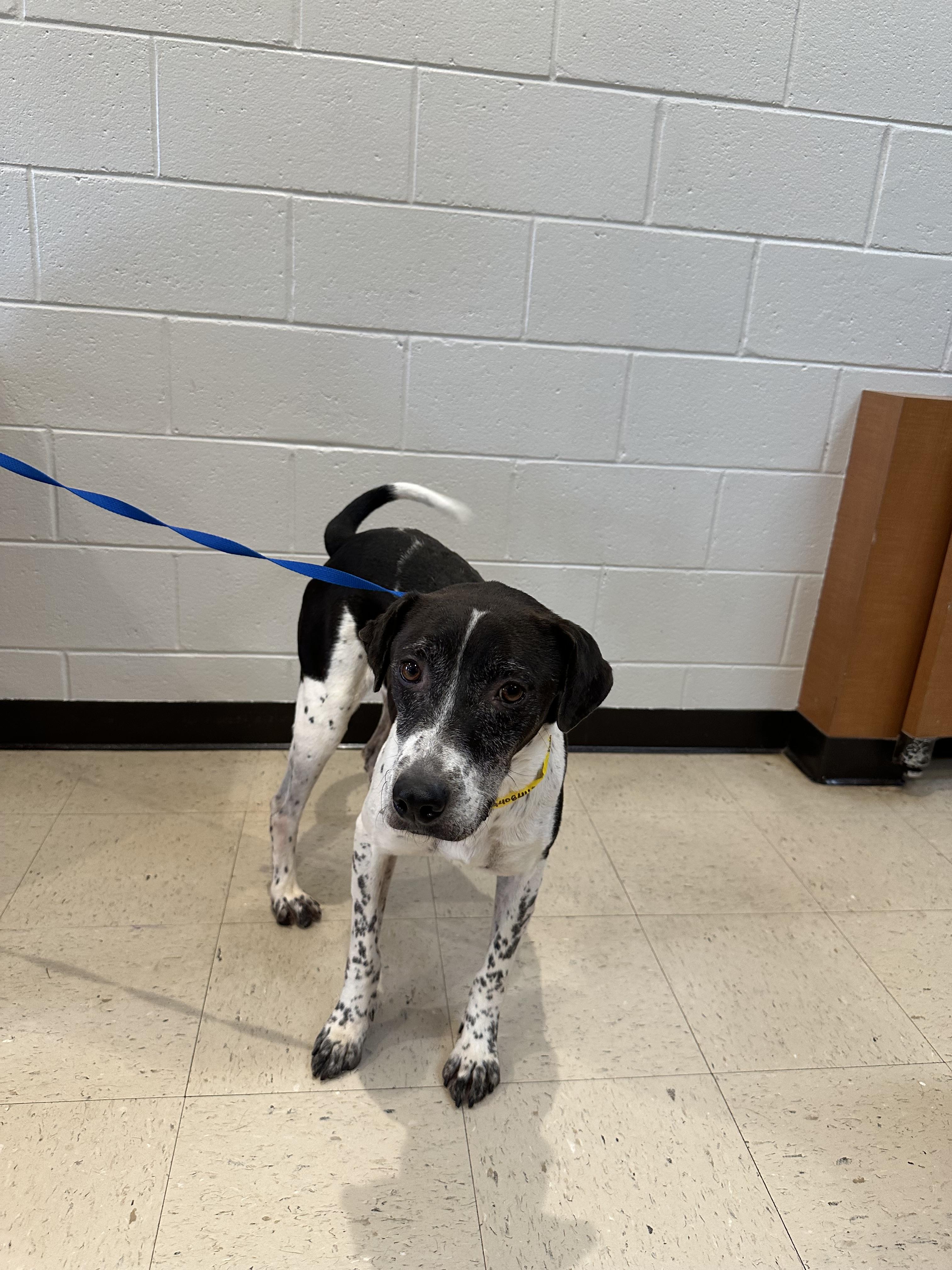 Griffin 355, a Adoptable mixed breed in Winder, GA image 2/6