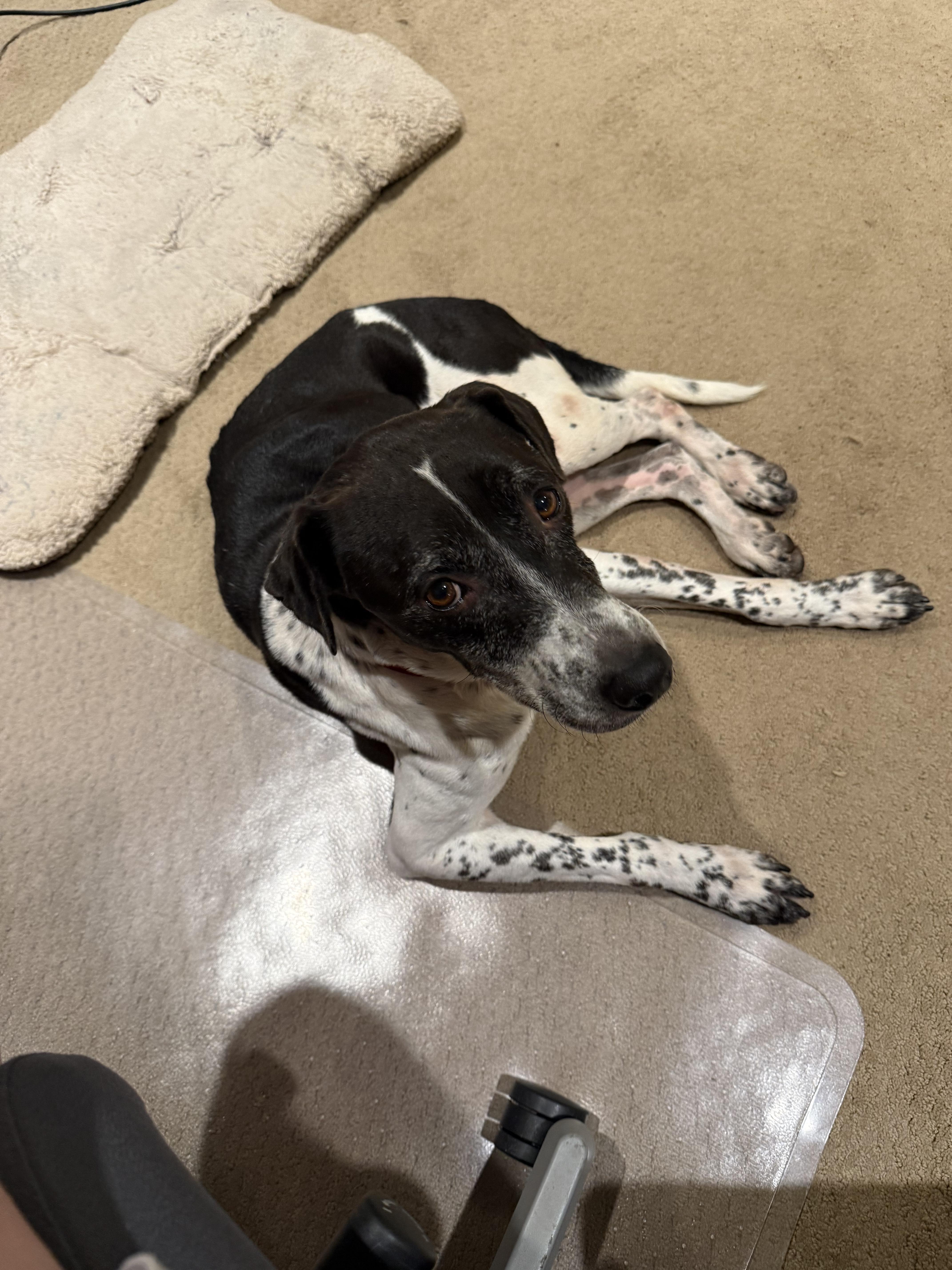 Griffin 355, a Adoptable mixed breed in Winder, GA image 3/6