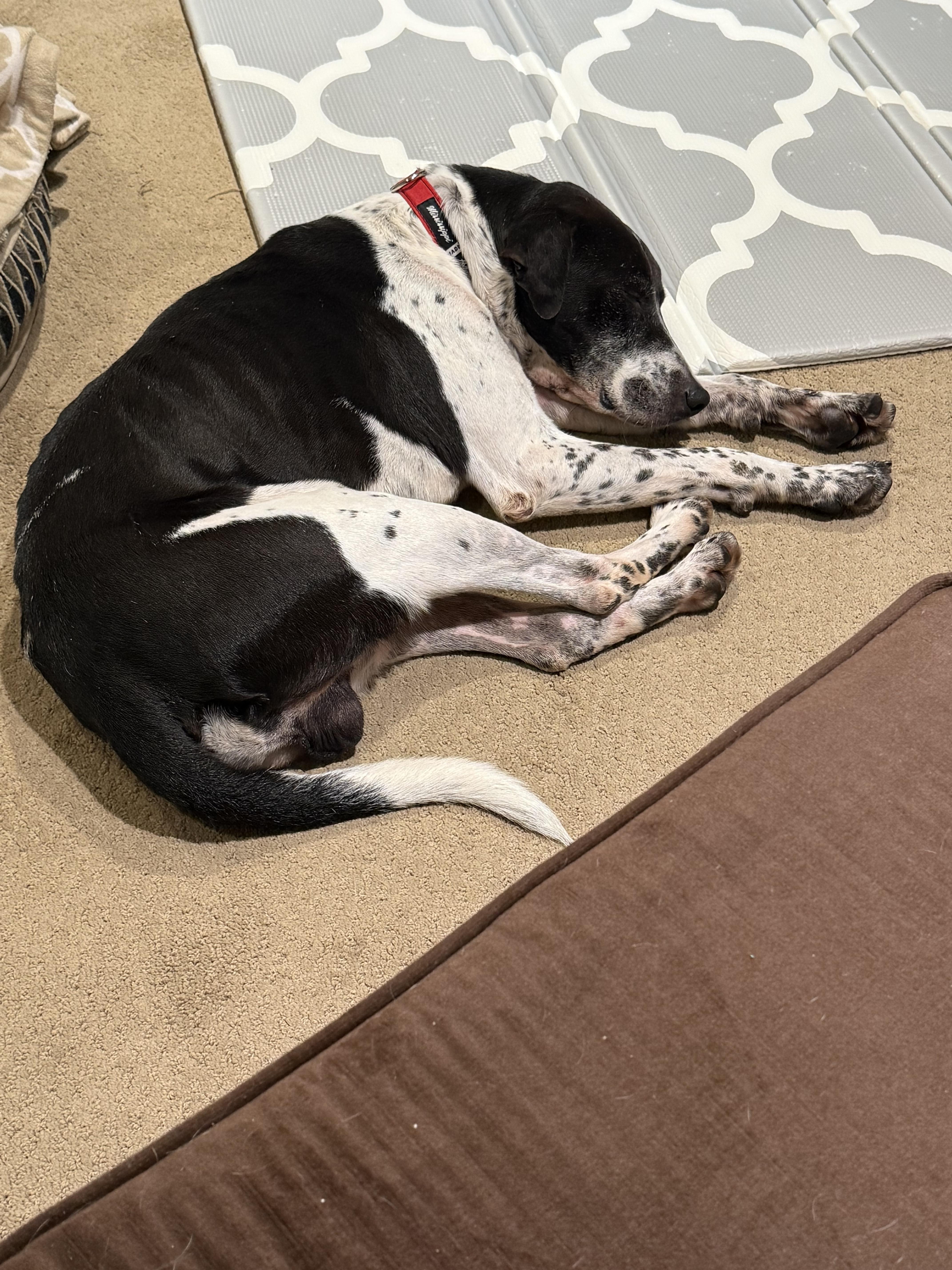 Griffin 355, a Adoptable mixed breed in Winder, GA image 4/6