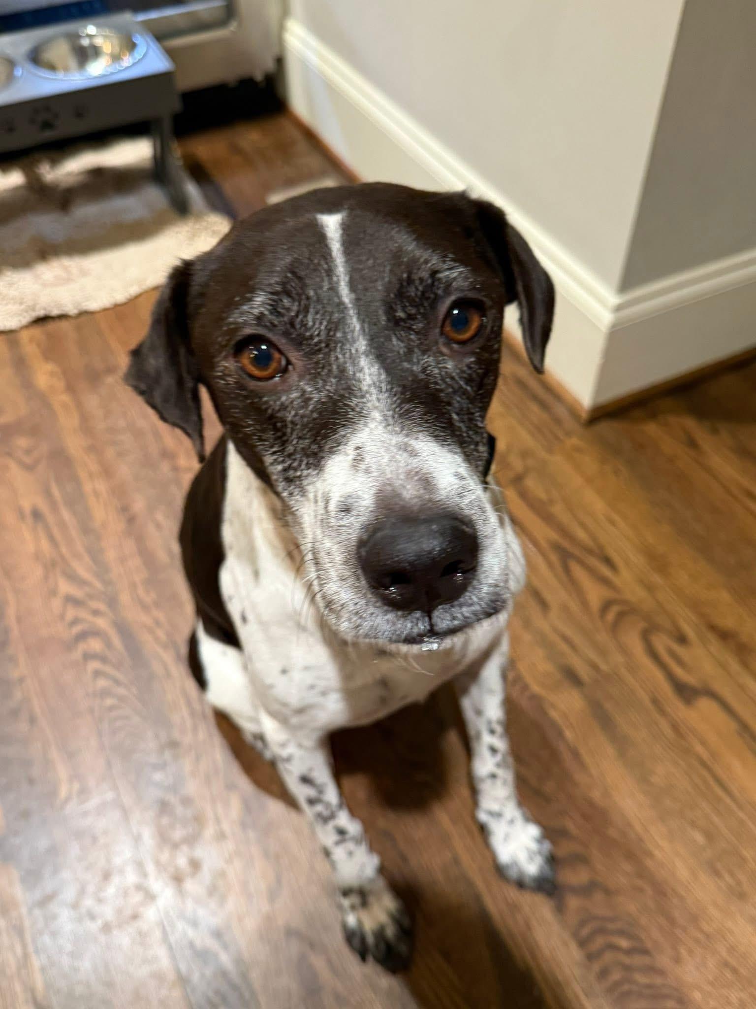 Griffin 355, a Adoptable mixed breed in Winder, GA image 5/6