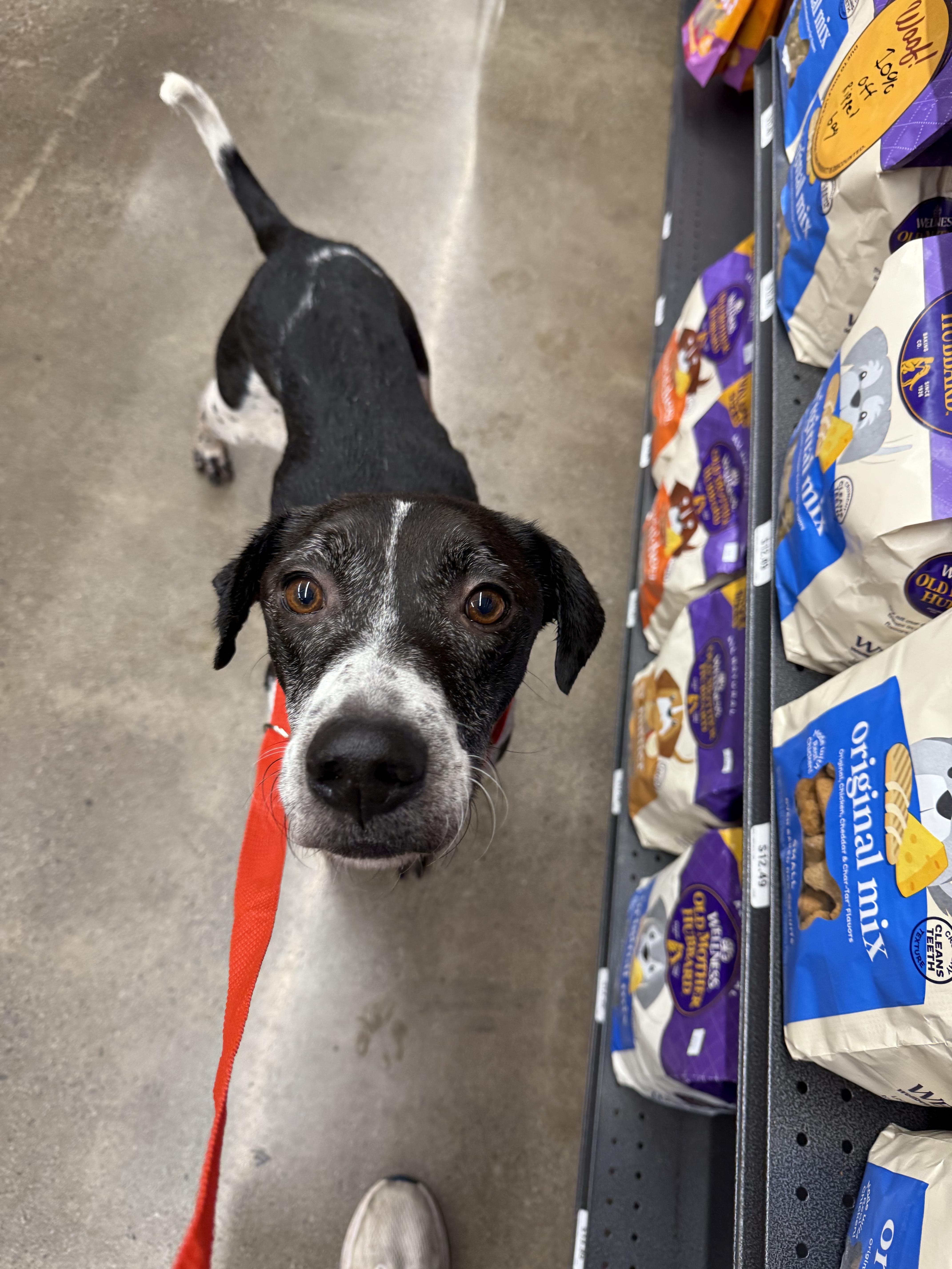 Griffin 355, a Adoptable mixed breed in Winder, GA image 6/6