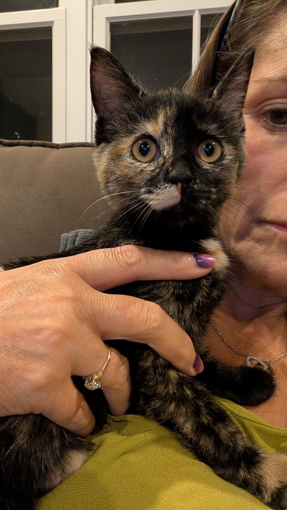 Harley Davidson, Adopted, Kitten Female Tortoiseshell.
