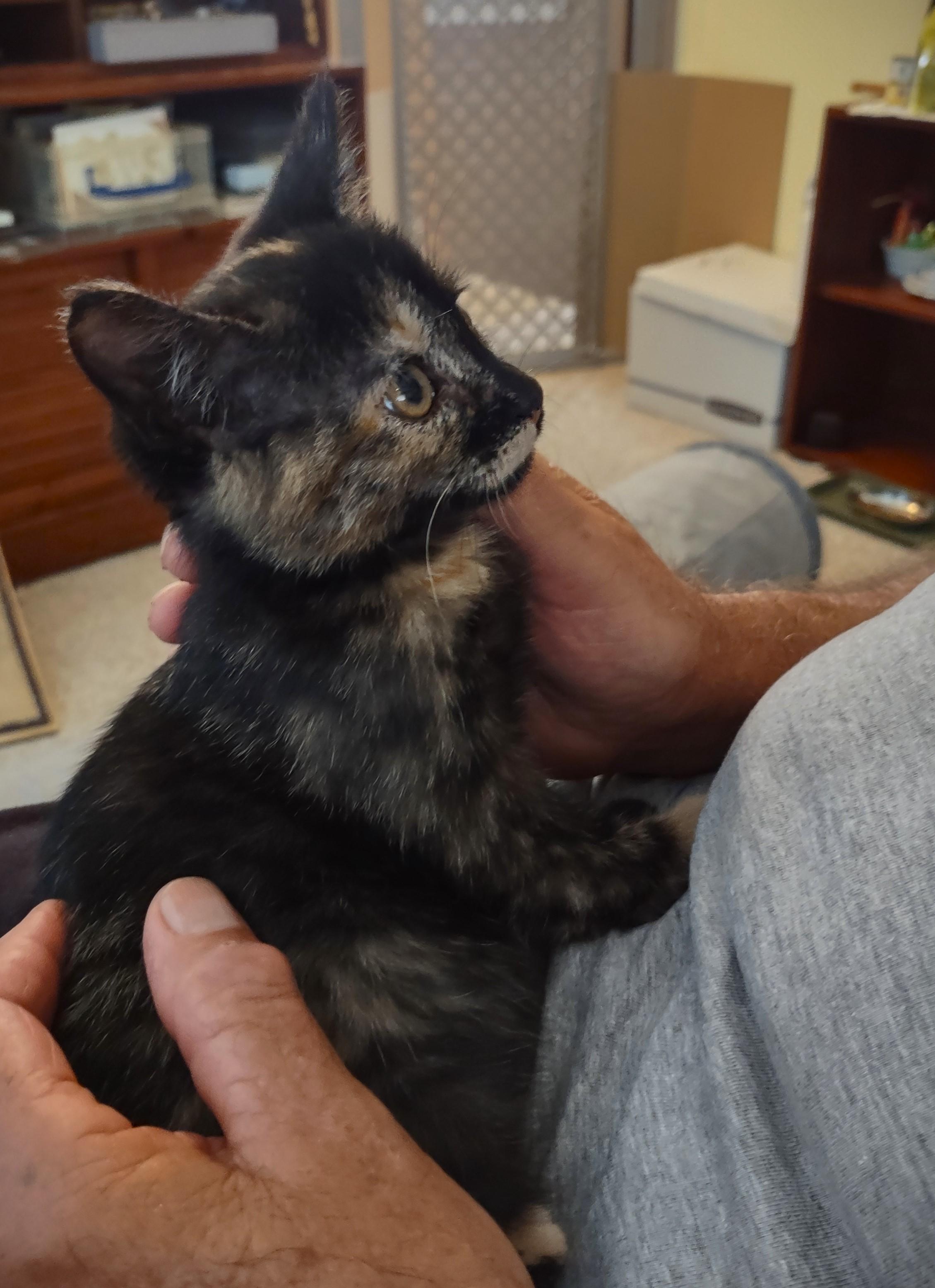 Harley Davidson, a Adopted Tortoiseshell in Bordentown, NJ image 4/4