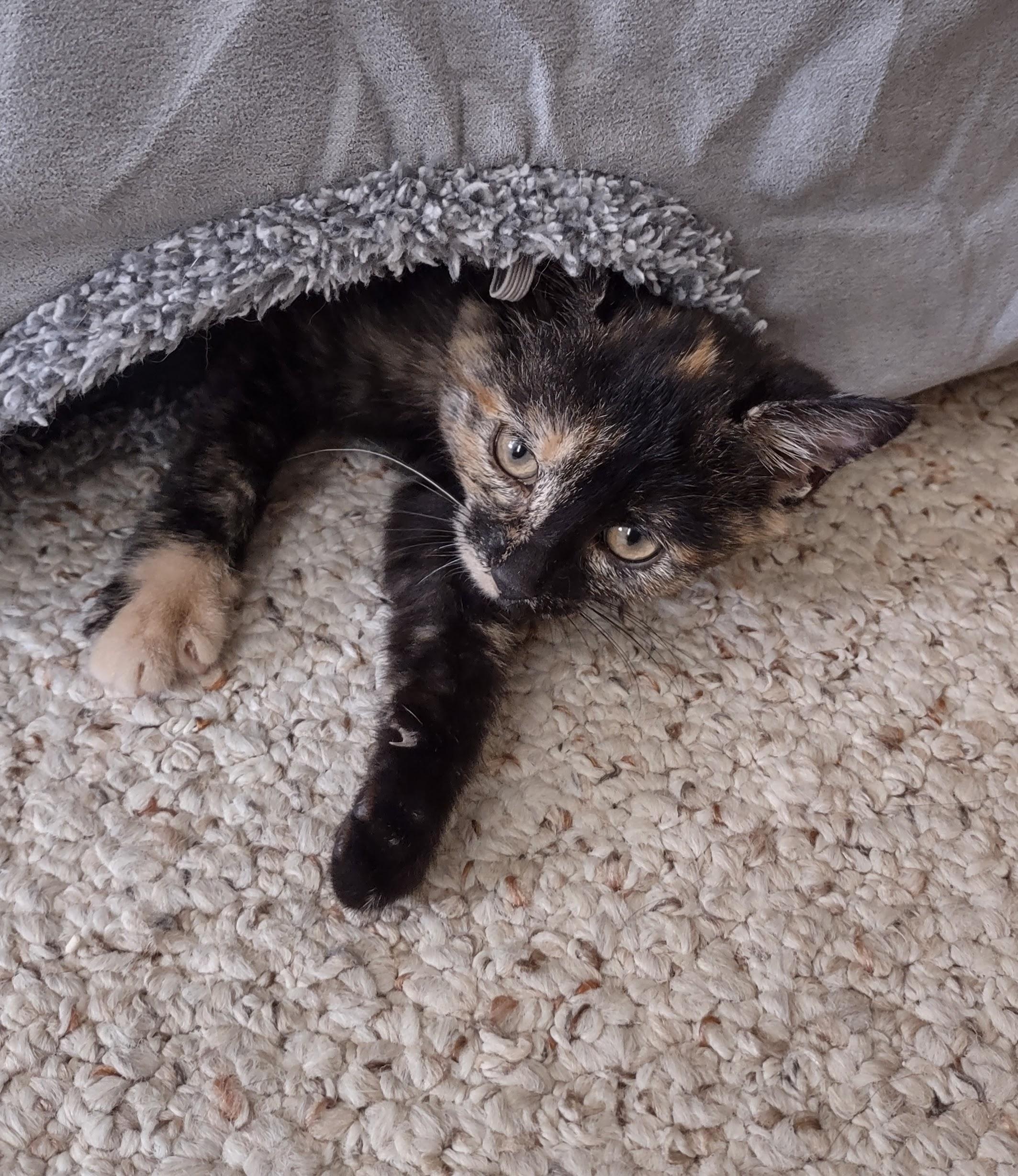 Harley Davidson, a Adopted Tortoiseshell in Bordentown, NJ image 3/4