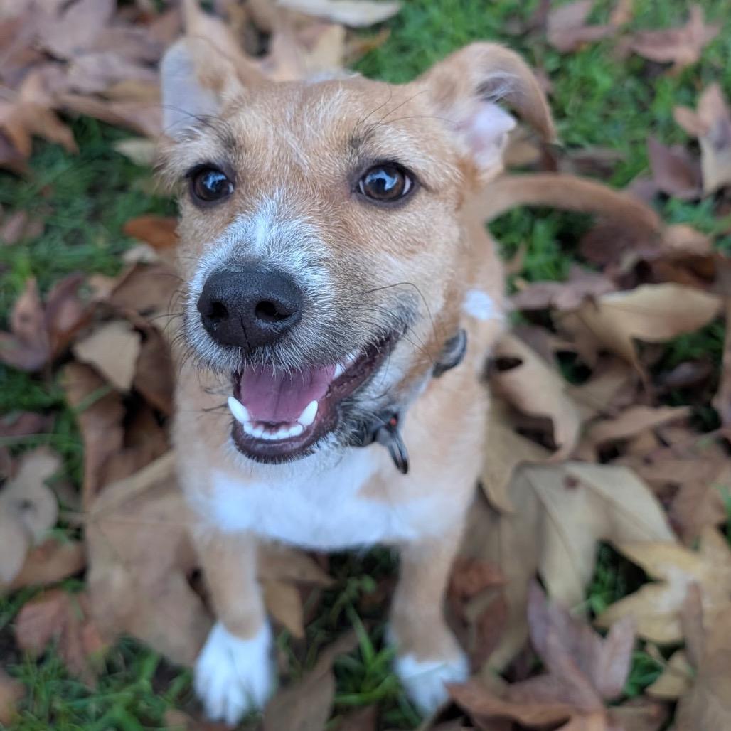 Enlarge Cinnamon, a Adoptable mixed breed in San Jacinto, CA image 1/3