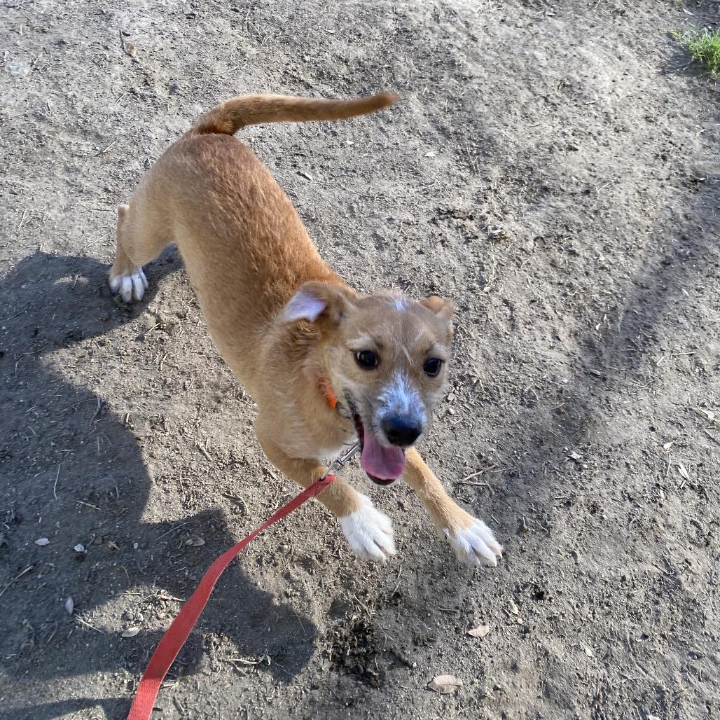 Enlarge Cinnamon, a Adoptable mixed breed in San Jacinto, CA image 2/3