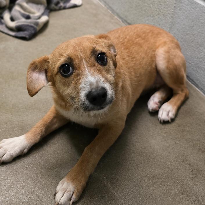 Enlarge Cinnamon, a Adoptable mixed breed in San Jacinto, CA image 3/3