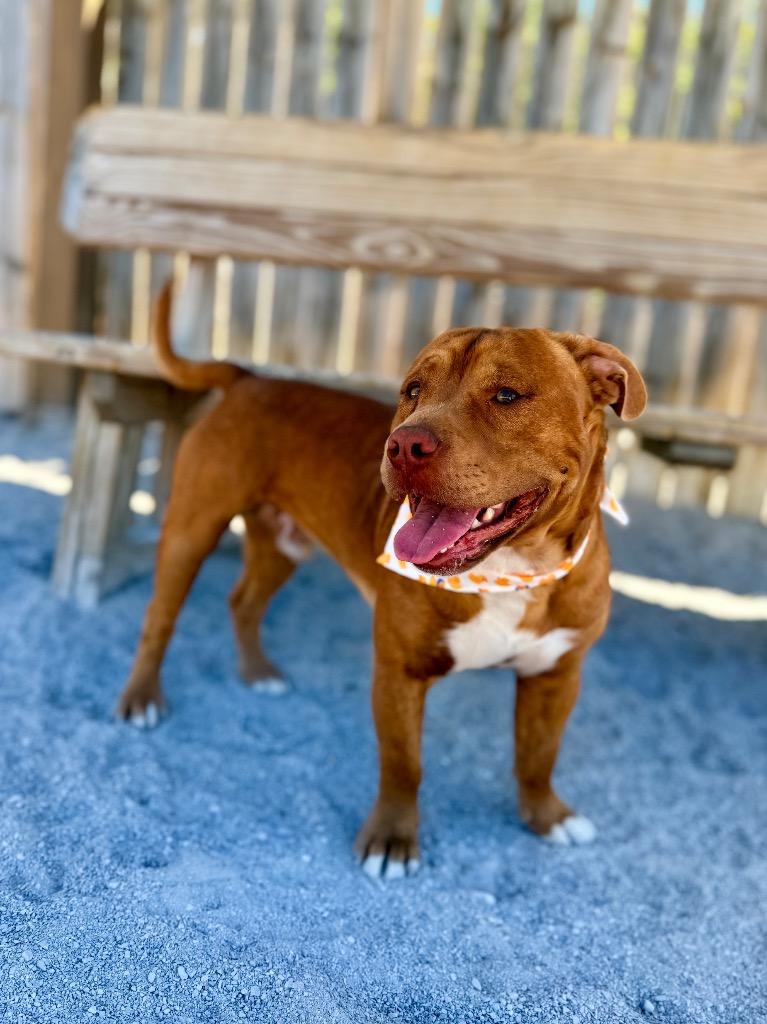 Enlarge Ducky, a Adoptable Mixed Breed in Muskegon, MI image 1/3
