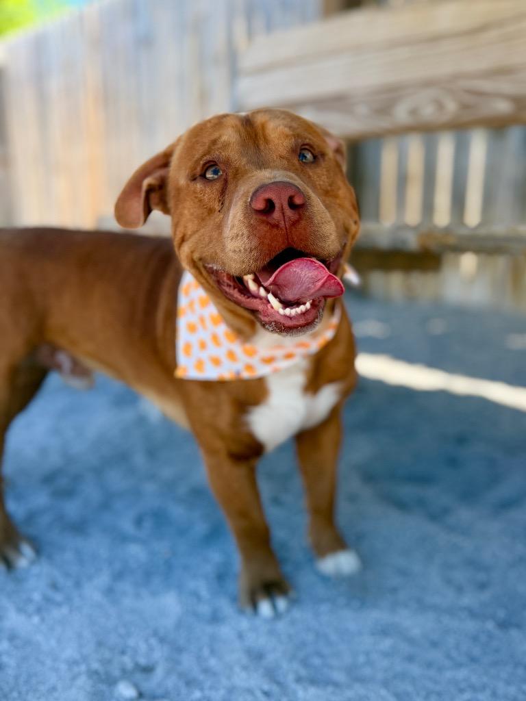 Enlarge Ducky, a Adoptable Mixed Breed in Muskegon, MI image 2/3