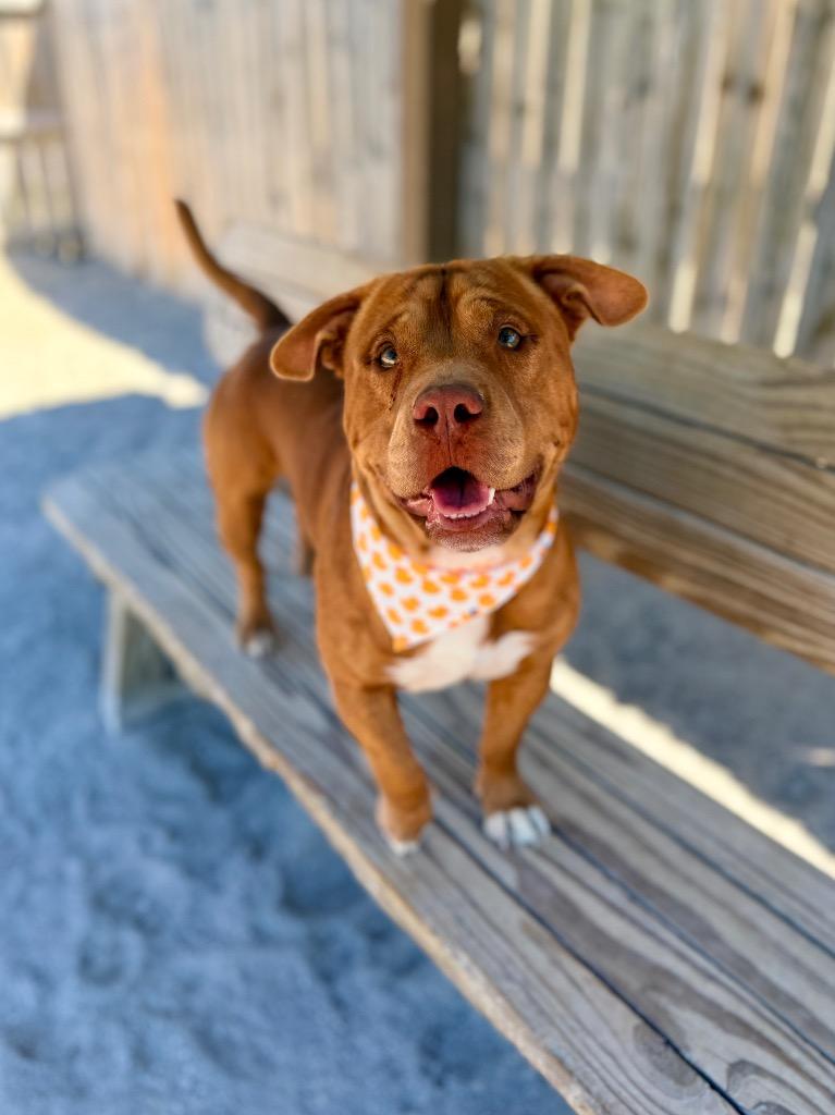 Enlarge Ducky, a Adoptable Mixed Breed in Muskegon, MI image 3/3