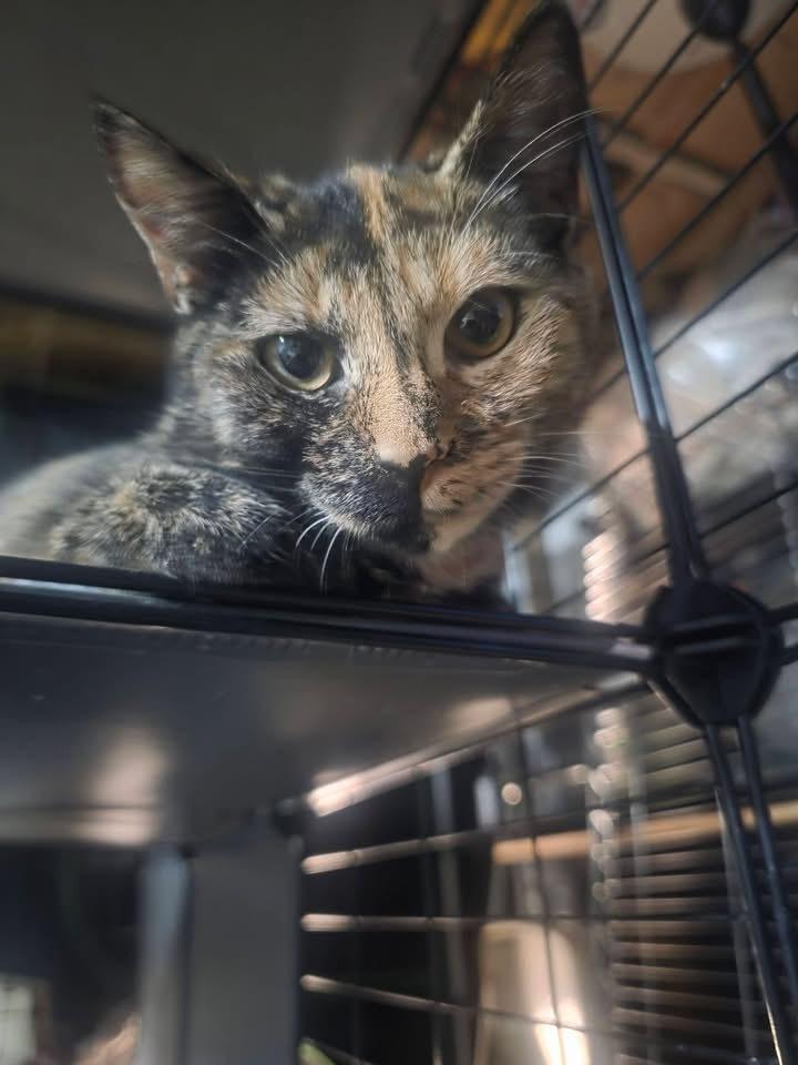 Gemini, Adoptable, Kitten Female American Shorthair.