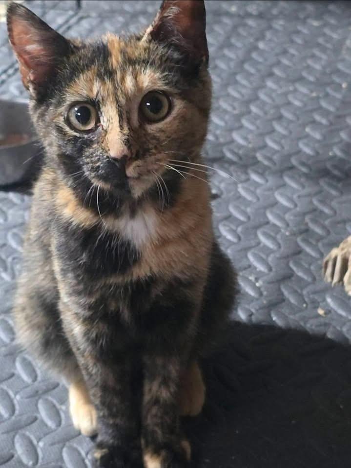 Enlarge Gemini, a Adoptable mixed breed in levittown, NY image 4/4