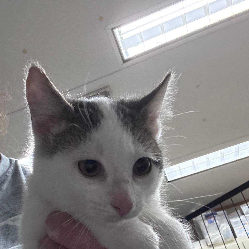 Frenchie, Adoptable, Kitten Male Domestic Short Hair.