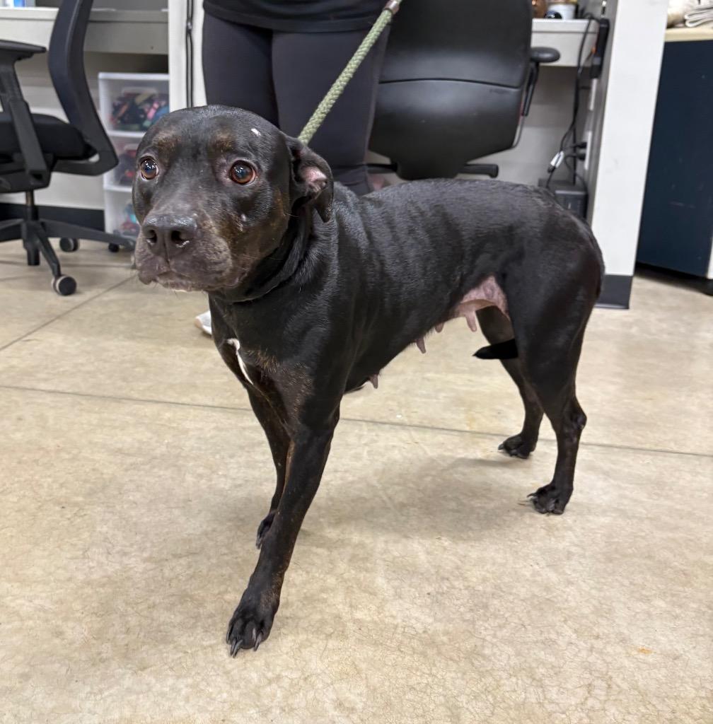 Mochi, Adoptable, Adult Female American Staffordshire Terrier.