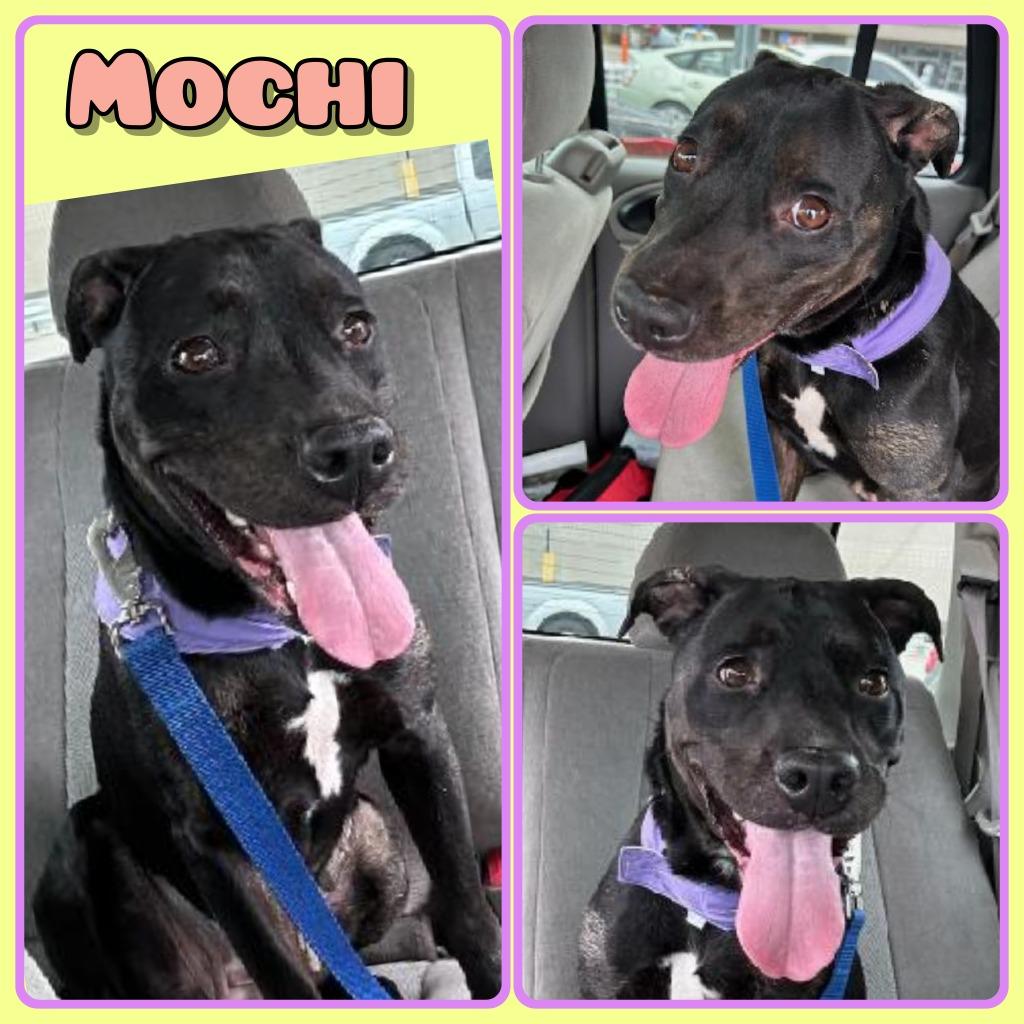 Mochi - In Foster - Call for Appt, Adoptable, Adult Female American Staffordshire Terrier.