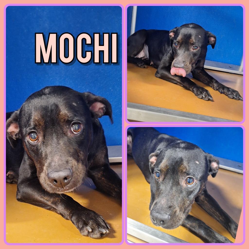 Enlarge Mochi - In Foster - Call for Appt, a Adoptable mixed breed in Pierceton, IN image 3/3