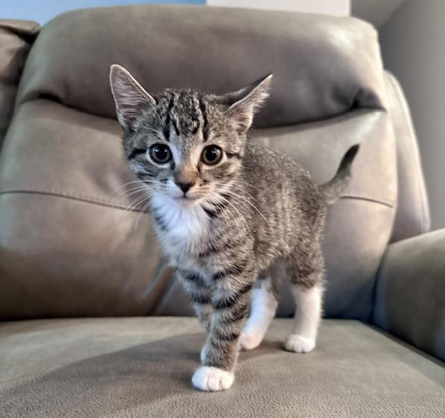Enlarge Eva, a Adopted Domestic Short Hair in Seymour, TN image 1/6