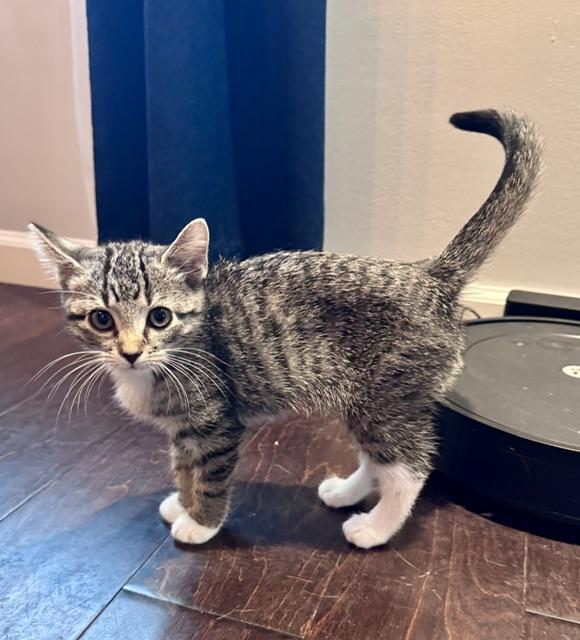 Enlarge Eva, a Adopted Domestic Short Hair in Seymour, TN image 4/6