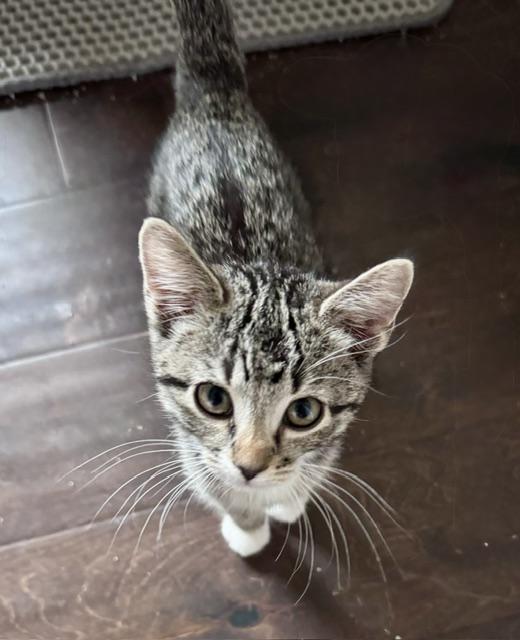 Enlarge Eva, a Adopted Domestic Short Hair in Seymour, TN image 6/6