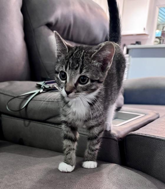 Enlarge Eva, a Adopted Domestic Short Hair in Seymour, TN image 2/6
