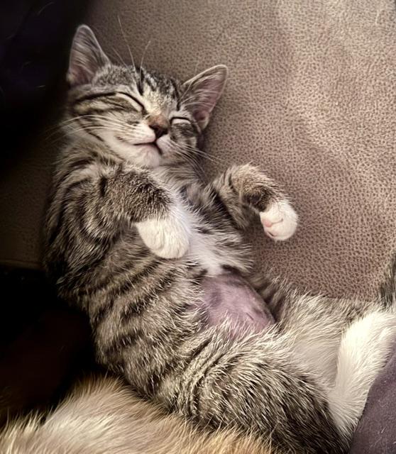 Enlarge Eva, a Adopted Domestic Short Hair in Seymour, TN image 3/6