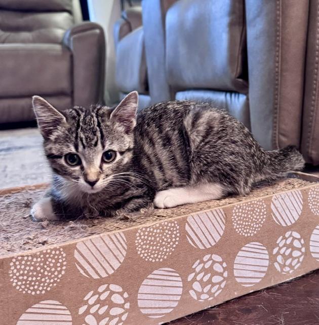 Enlarge Eva, a Adopted Domestic Short Hair in Seymour, TN image 5/6
