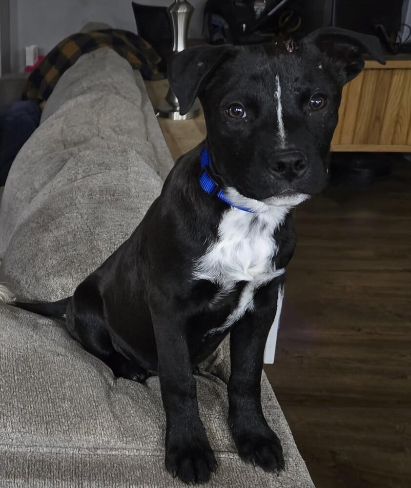 Enlarge Briar, a Adoptable mixed breed in Oklahoma City, OK image 1/1