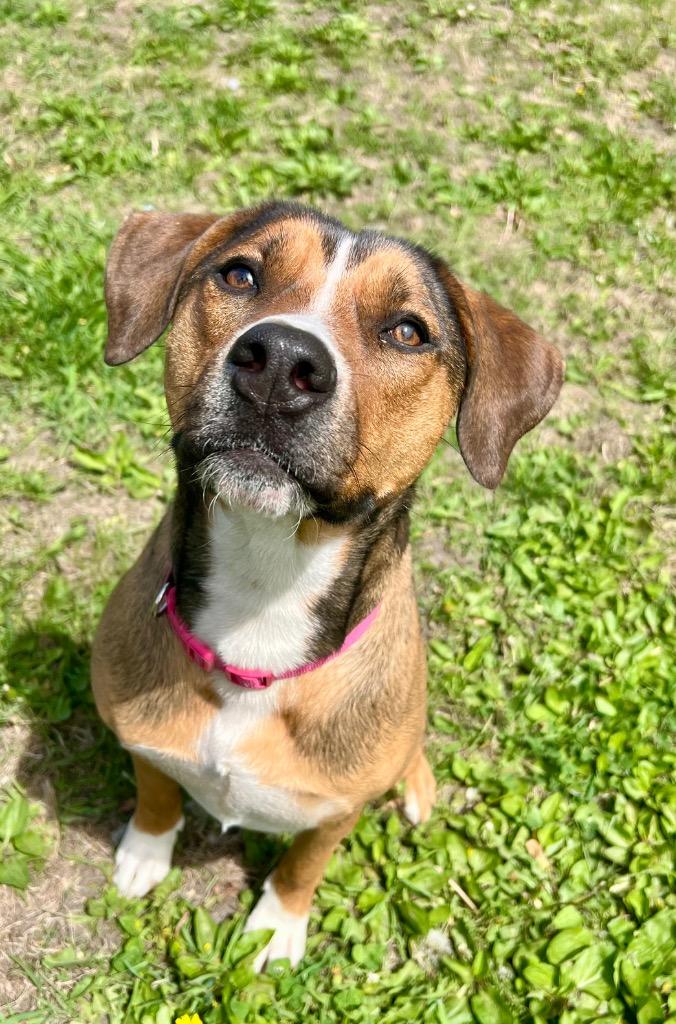 Enlarge Luna, a Adoptable mixed breed in Saint James, MN image 1/5