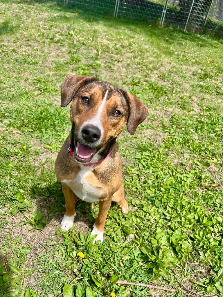 Enlarge Luna, a Adoptable mixed breed in Saint James, MN image 2/5