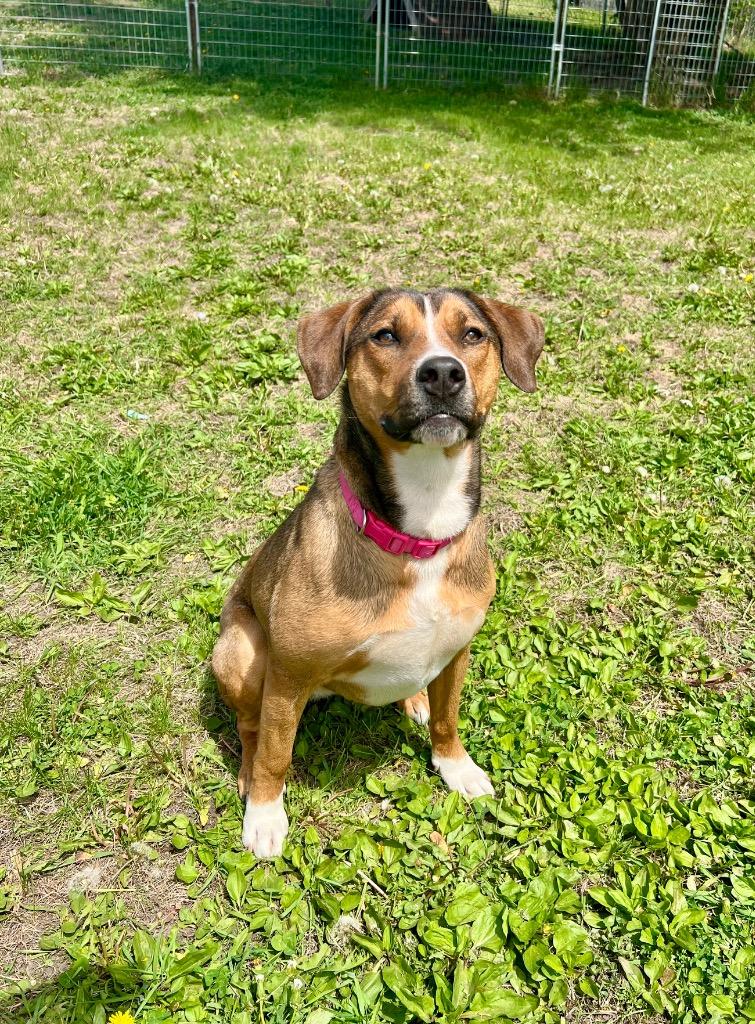 Enlarge Luna, a Adoptable mixed breed in Saint James, MN image 4/5