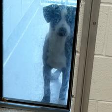 Enlarge Sunny, a Adoptable mixed breed in Horn Lake, MS image 2/2
