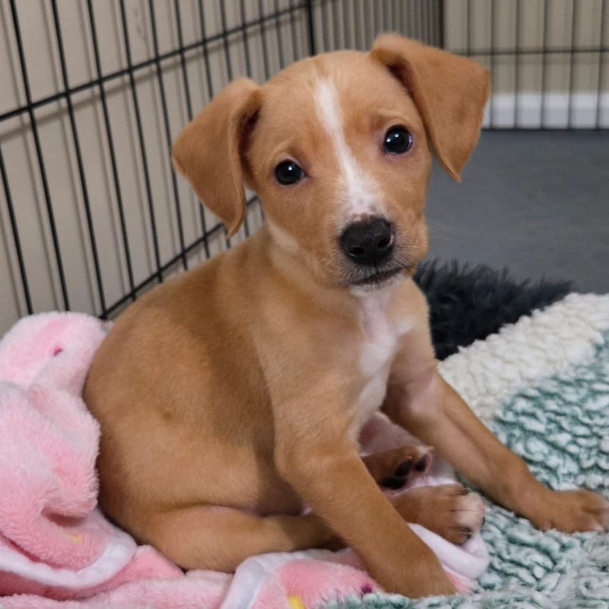 Jack, Adoptable, Puppy Male Parson Russell Terrier & Chihuahua.