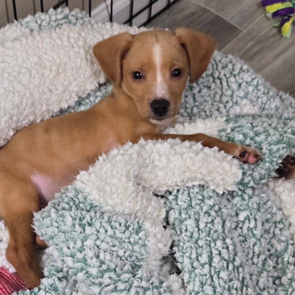 Jack, a Adoptable mixed breed in Durham, NC image 2/5