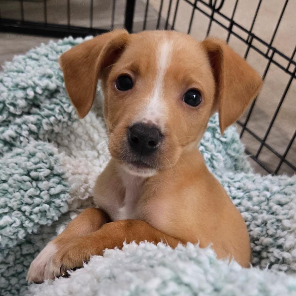 Jack, a Adoptable mixed breed in Durham, NC image 3/5