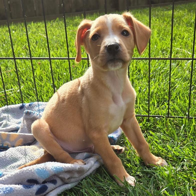 Jack, a Adoptable mixed breed in Durham, NC image 4/5