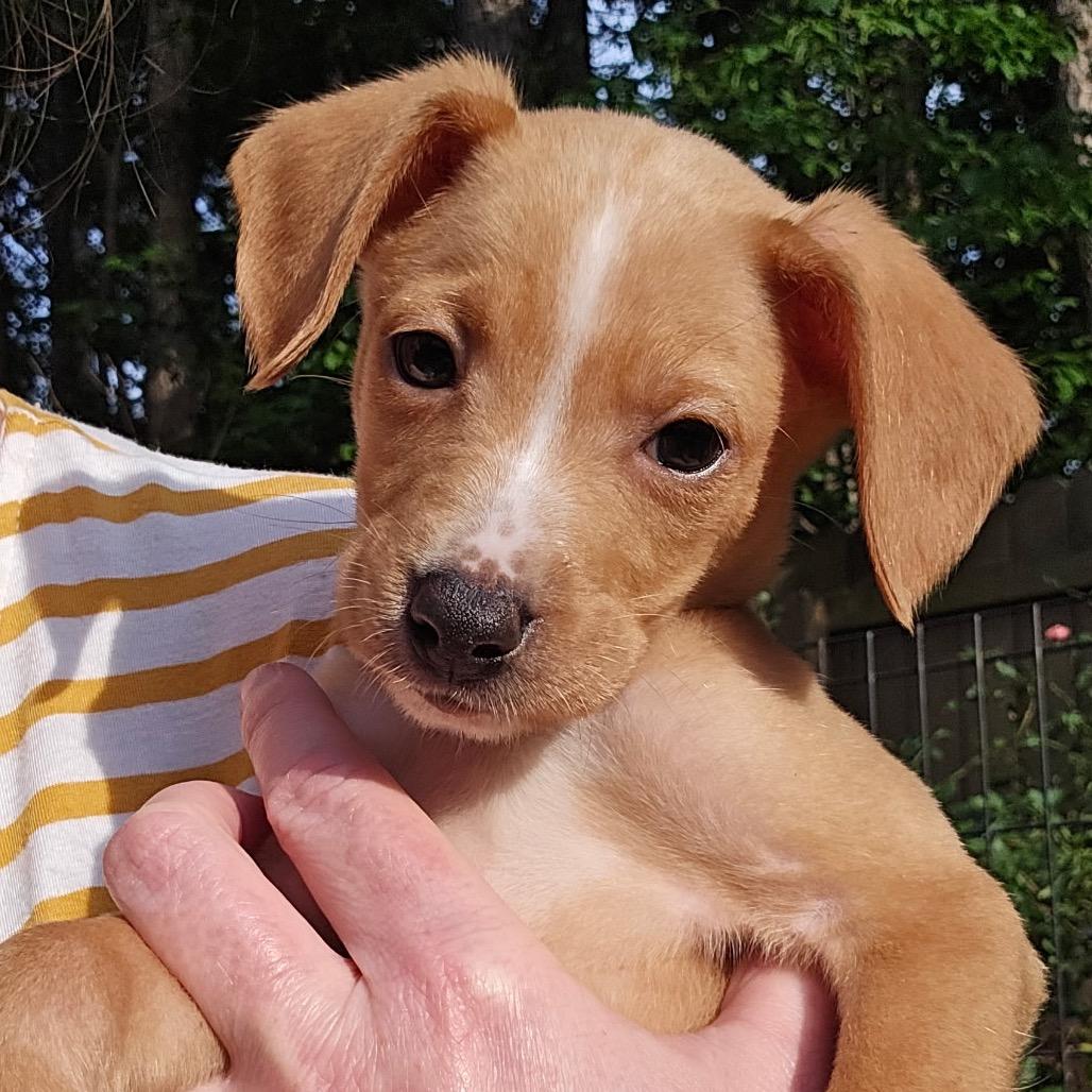 Jack, a Adoptable mixed breed in Durham, NC image 5/5