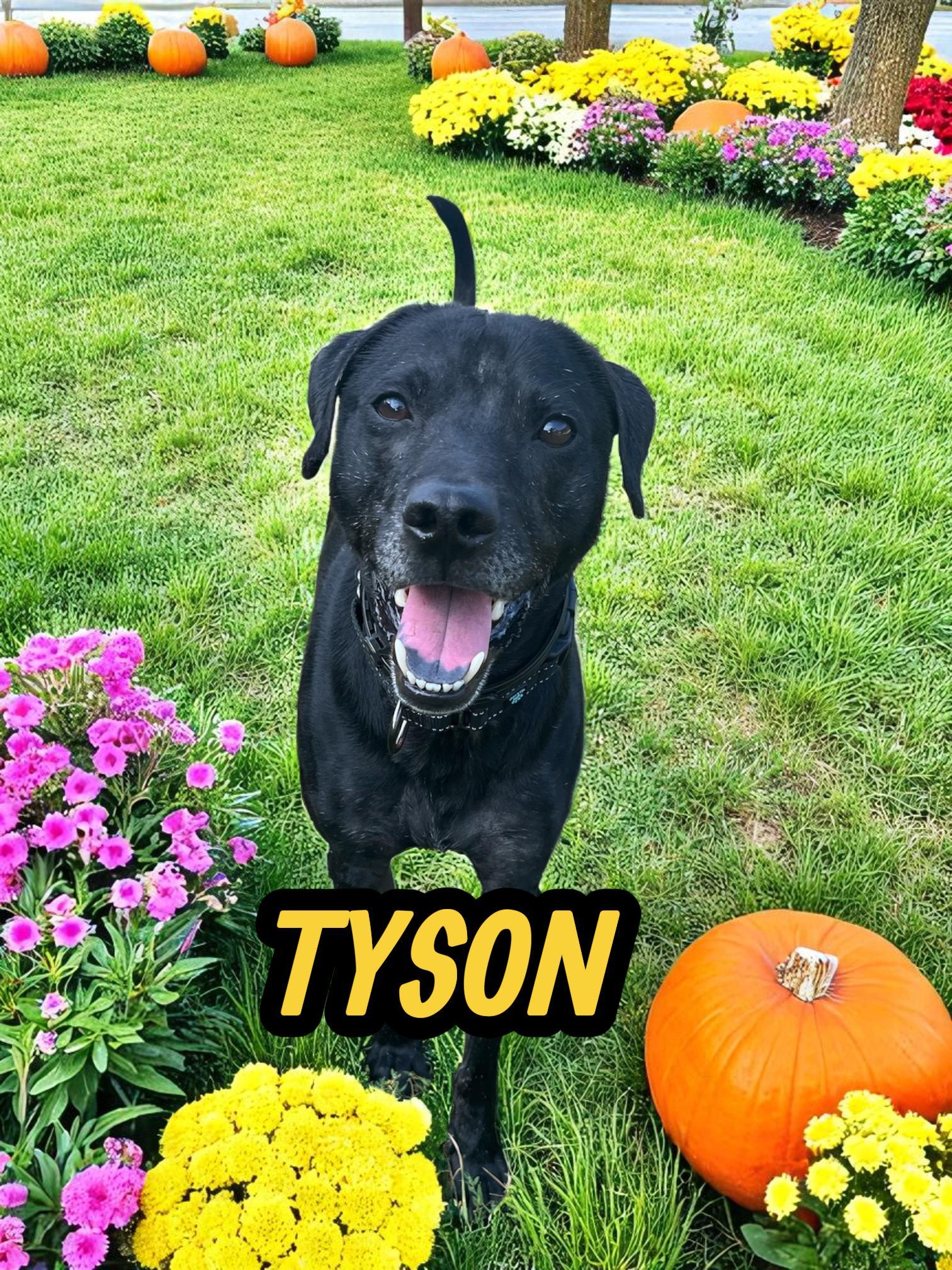 Tyson, Adoptable, Adult Male Labrador Retriever & Chow Chow.