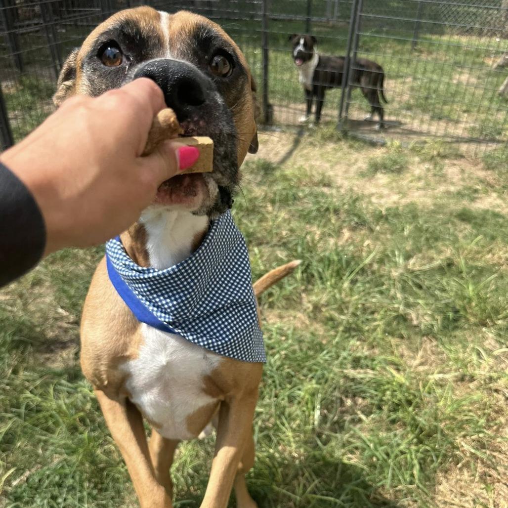 Zeus, Adoptable, Adult Male Boxer.