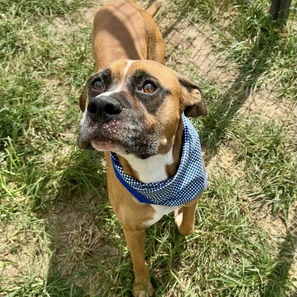 Zeus, a Adoptable Boxer in Napa, CA image 2/6