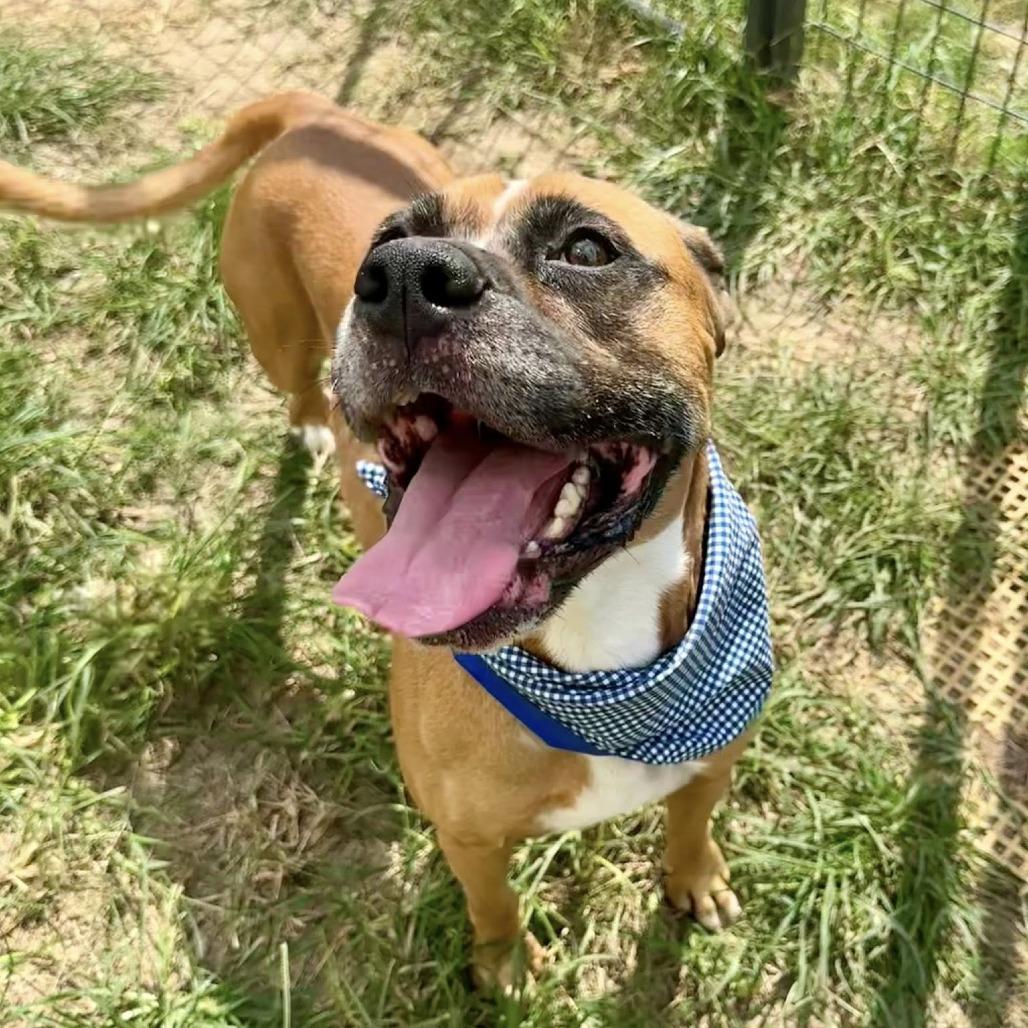 Zeus, a Adoptable Boxer in Napa, CA image 3/6