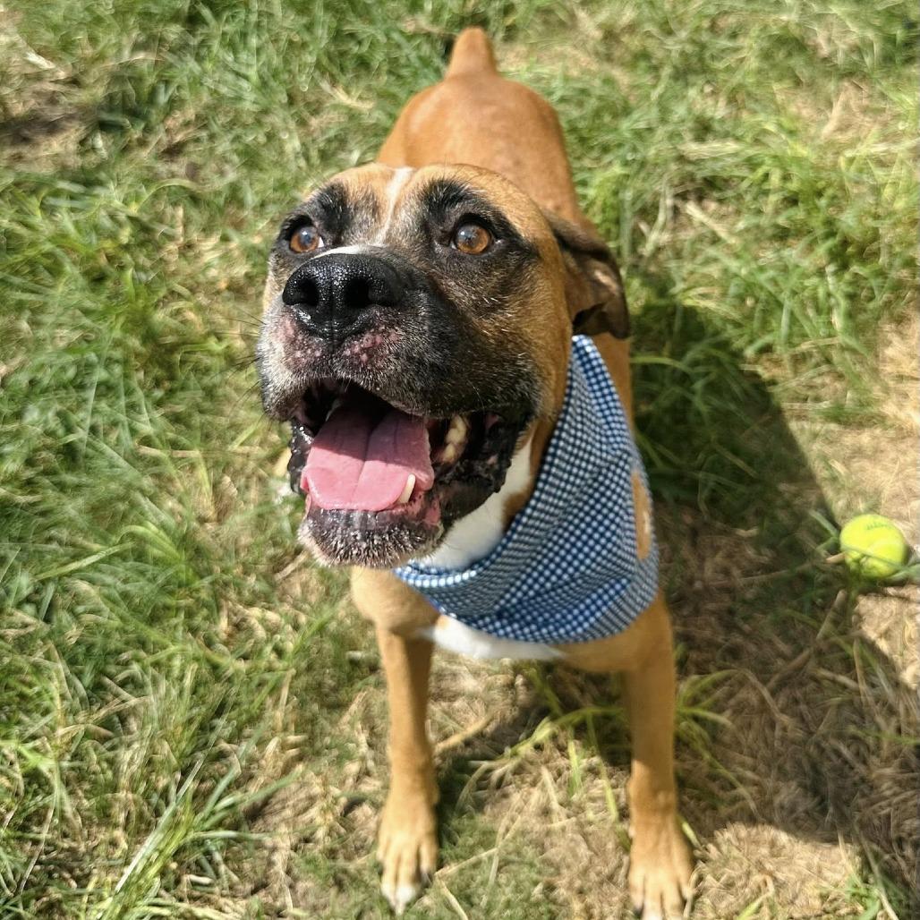 Zeus, a Adoptable Boxer in Napa, CA image 4/6