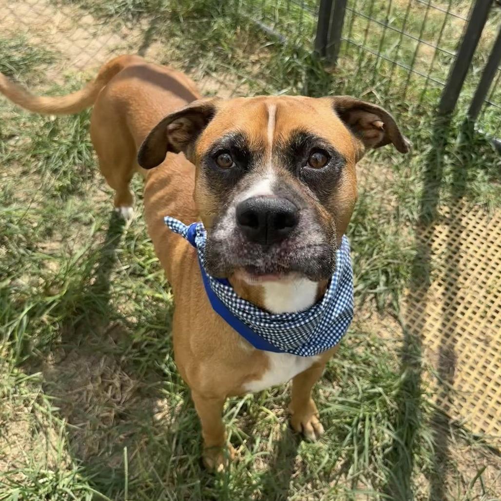 Zeus, a Adoptable Boxer in Napa, CA image 6/6