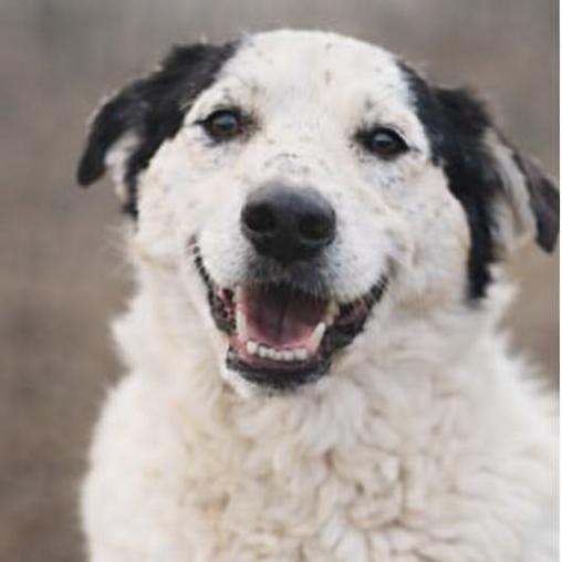 Enlarge Lizzy, a Adoptable mixed breed in Lancaster, OH image 1/1