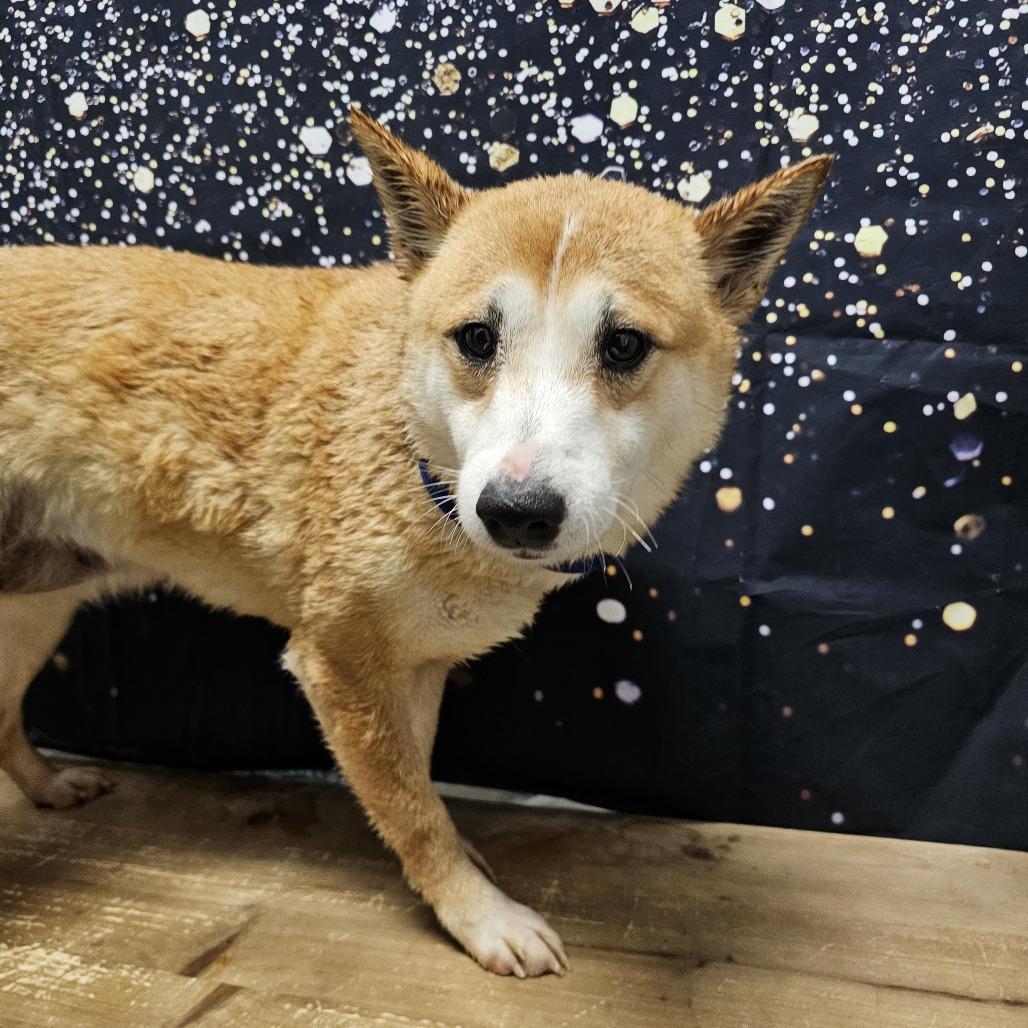 Enlarge Sue Ellen, a Adoptable Shiba Inu in Normal, IL image 1/4
