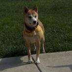 Sue Ellen, Adoptable, Adult Female Shiba Inu.
