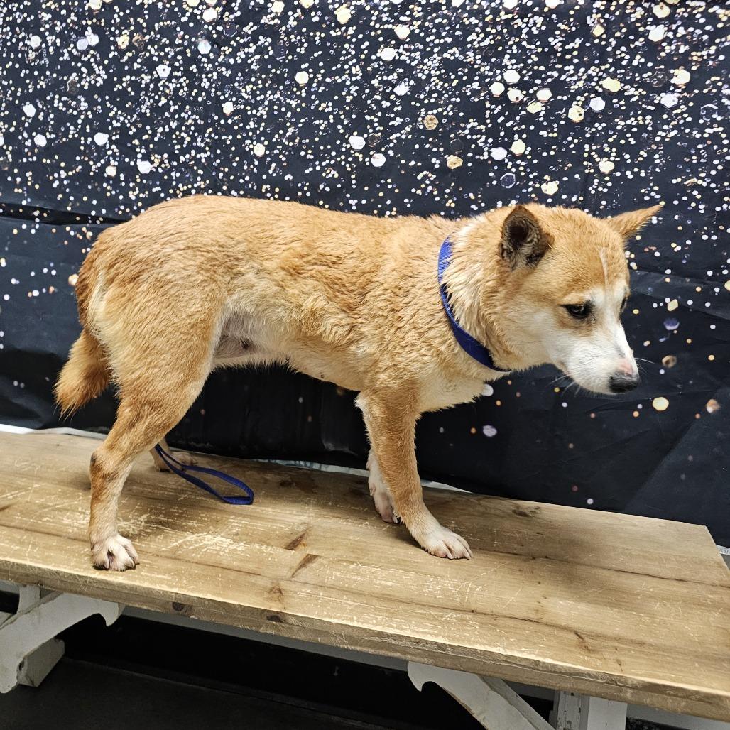 Enlarge Sue Ellen, a Adoptable Shiba Inu in Normal, IL image 2/4