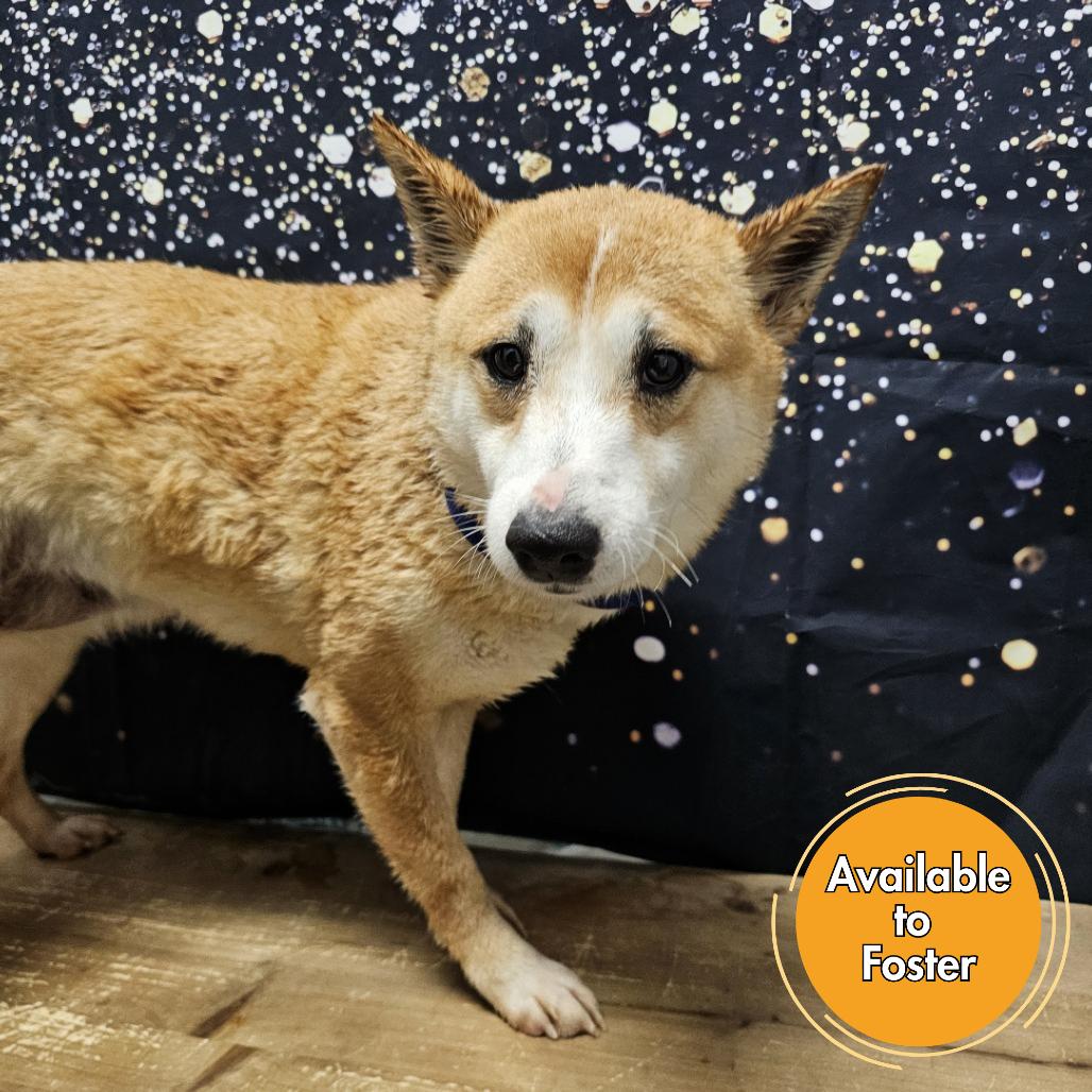 Enlarge Sue Ellen, a Adoptable Shiba Inu in Normal, IL image 3/4